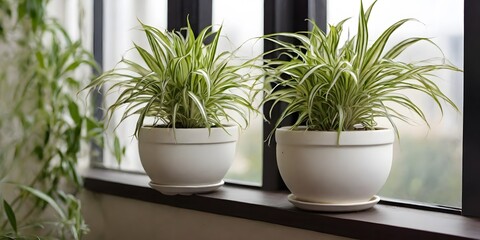 spider plant in white pot at balcony
