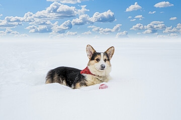Dog. Welsh corgi Pembroke. A purebred dog with a toy in the snow. Dog walking