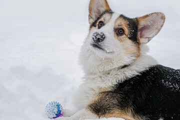Dog. Welsh corgi Pembroke. A smiling purebred dog with a toy in the snow. Walking the dog