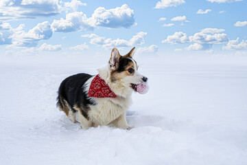 Dog. Welsh corgi Pembroke. A purebred dog with a toy in the snow. Dog walking