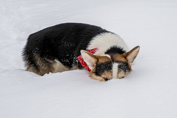 Dog. Welsh corgi Pembroke. A purebred dog is lying in the snow. Pets