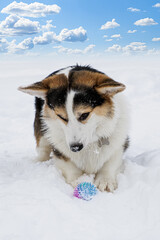 Dog. Welsh corgi Pembroke. A purebred dog with a toy in the snow. Dog walking