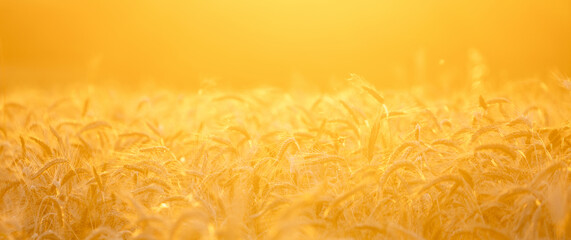 Golden wheat field in sunset