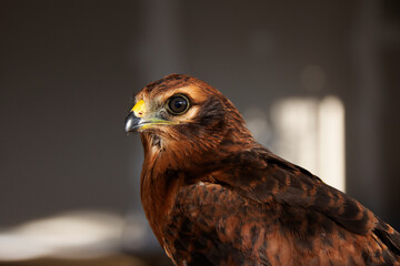 Common Harrier (Circus pygargus) young bird, head close-up
