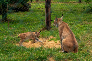 A lynx with offspring in the zoo.