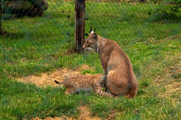 A lynx with offspring in the zoo.