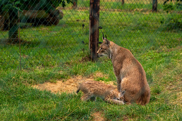 A lynx with offspring in the zoo.