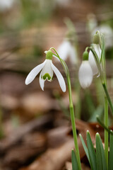 beautiful wild snowdrop flowers in a forest