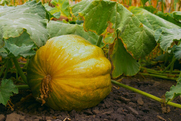 Ripe yellow flat-shaped pumpkin lies on a vegetable garden in a natural environment. Pumpkin growing in the vegetable garden. Ripe pumpkins at outdoor farmer market. Pumpkin in rural scene, close-up