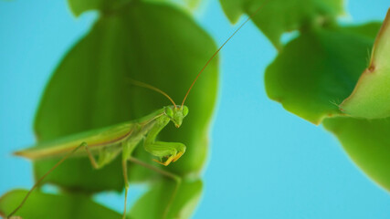 Female European Mantis or Praying Mantis. Green praying mantis. Praying mantis hunts camouflaged in green foliage, Close up