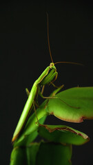 Mantis in leaves on black background. Mantis disguise under plant foliage and shape of leaves of plant. Natural camouflage of mantis. Close up of mantis insect.