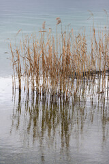 Common Reed on the Lake Shore of the Weissensee in Carinthia, Austria in Winter