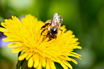 Honey bee on beautiful yellow dandelion close up on green background. Nature and animals. Natural organic products. Beautiful background for your design with copy space