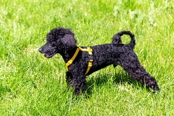 Small beautiful curly black poodle dog with yellow collar stands on green grass, with curled tail raised. Bright sunny summer day. Nature and animals. Cynologists and cynology, pets