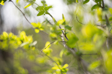 Blurred natural green spring and summer bokeh background