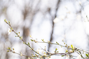 Blurred natural green spring and summer bokeh background