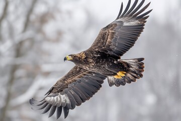 A large bird of prey, the golden eagle, with fine feather details, gracefully glides through the air.