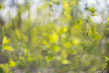 Blurred natural green spring and summer bokeh background