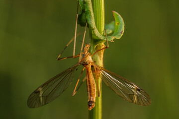 Forest mosquito in the natural environment, macro, close-up