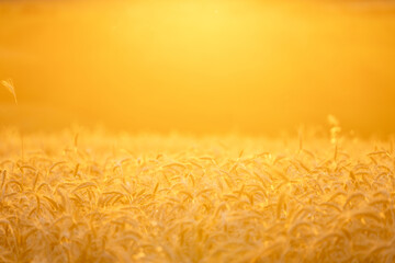 Golden wheat field in sunset