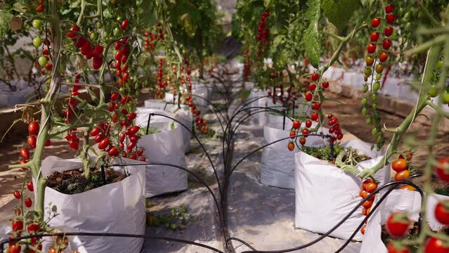 Still view of a cherry tomato crop in white bags