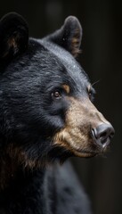 Black bear portrait in the Nature