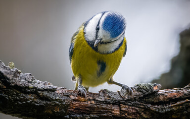 Eurasian blue tit sits on the branch and looks towards the camera lens. Bird with blue head and blue wings and yellow stomach and chest. blue and yellow plumage and a black stripe through its eyes.