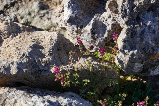 Common fumitory, or Fumaria officinalis wild plants among ancient stones at Nemea, Greece