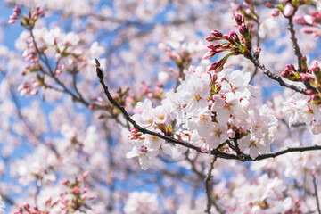 Obraz premium cherry blossom in spring
