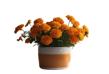 Marigolds in a ceramic pot isolated on transparent background