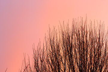 Warm, golden sunset on the paths, trees, and buildings of Hertford in the Sputh-east of England, just to the north of the city of london