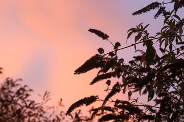 Warm, golden sunset on the paths, trees, and buildings of Hertford in the Sputh-east of England, just to the north of the city of london