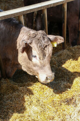 Cows grazing on hay at foxholes Farm in hertford