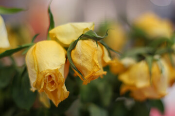 Decorations around the house in the darkness of winter