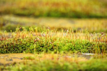 Greenery of the fields and gardens of the home counties from Hertford in England just outside from London