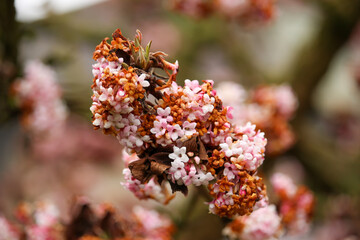Plants and trees colouring the fields and woodland around Hertfordshire in the south east of England just outside the city of London
