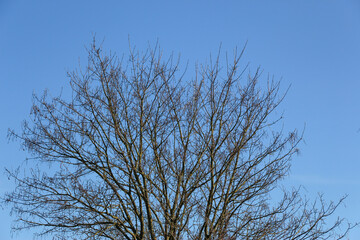 Plants and trees colouring the fields and woodland around Hertfordshire in the south east of England just outside the city of London
