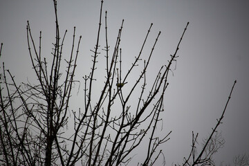 Plants and trees colouring the fields and woodland around Hertfordshire in the south east of England just outside the city of London