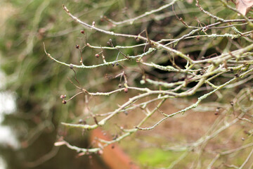 Plants and trees colouring the fields and woodland around Hertfordshire in the south east of England just outside the city of London