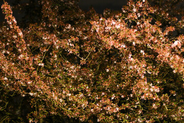 Warm, golden sunset on the paths, trees, and buildings of Hertford in the Sputh-east of England, just to the north of the city of london