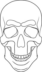 Skull, outline illustration on transparent background	
