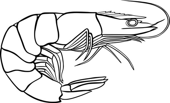 recommend clip art: shrimp outline illustration on transparent background
