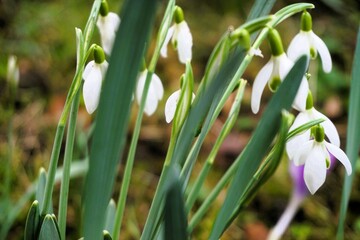 Obraz premium Schneeglöckchen im garten am Morgen im Frühling