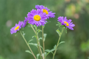 Violet aster flowers in the garden on a green background. Selective focus. Beautiful floral...