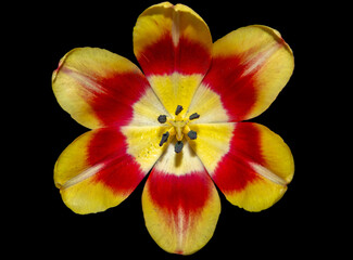 Fototapeta na wymiar A close-up with a red and yellow tulip on a black background