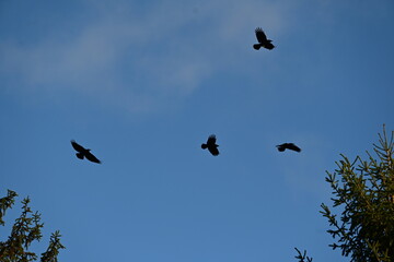 Fliegende Krähen im Herbstlicht