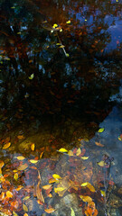 Reflection of trees and sky on the water surface. Autumn Image.