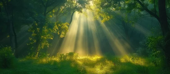 Fotobehang Luxury rays of sunlight in a green forest © KRIS
