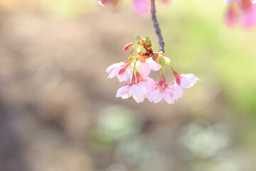 兵庫県神戸市の灘浜緑地で河津桜の咲き始め。