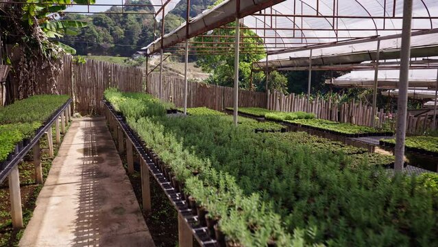 Greenhouse tables filled with small pots of plants